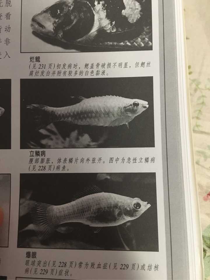 孔雀鱼是怀孕了还是生病了,肚子挺大,但是鳞片竖起来了,求解答?