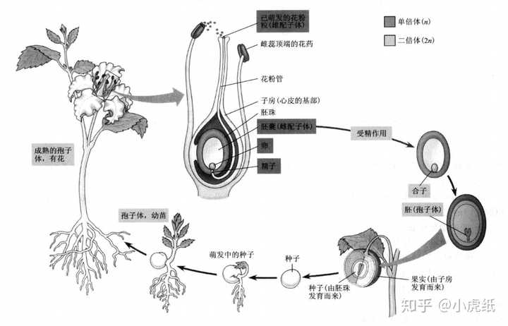 1被子植物的生活史 我们假想的二倍体被子植物,其双受精过程中会出现"