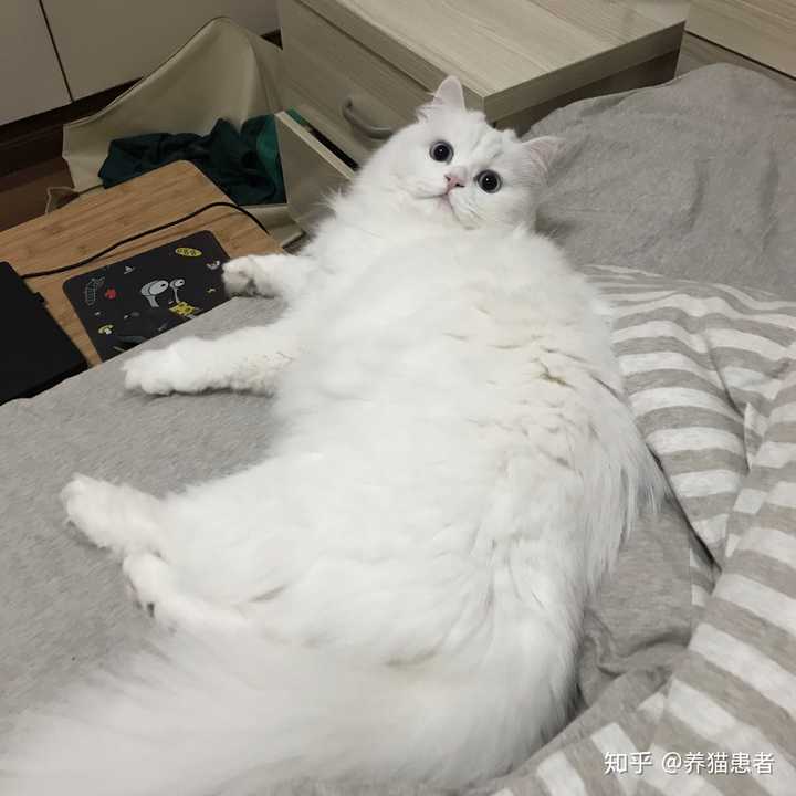 养高地猫是什么样的体验?