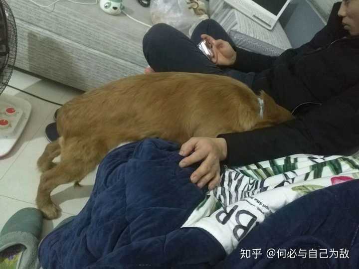 你家狗狗睡觉,都有哪些奇葩睡姿?