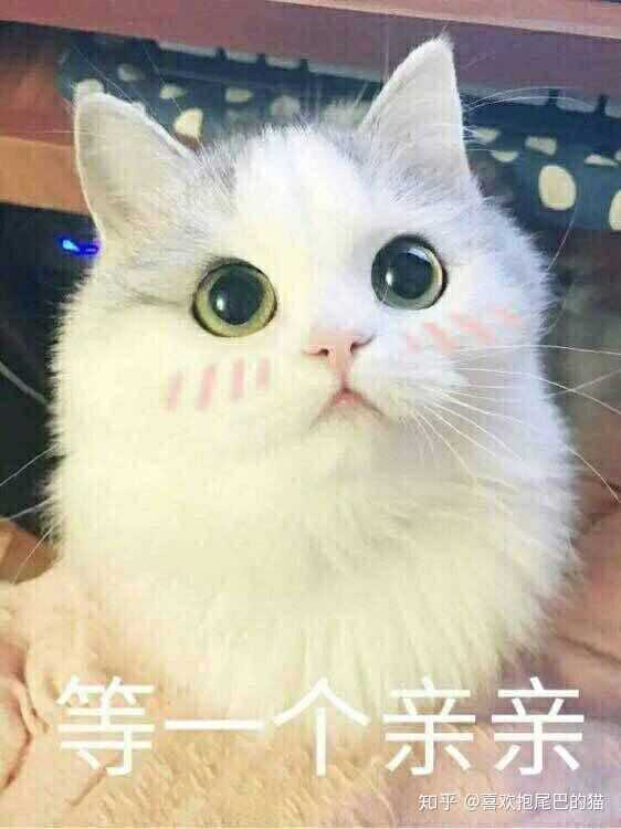 有什么特别可爱猫猫的动态图或表情包吗?