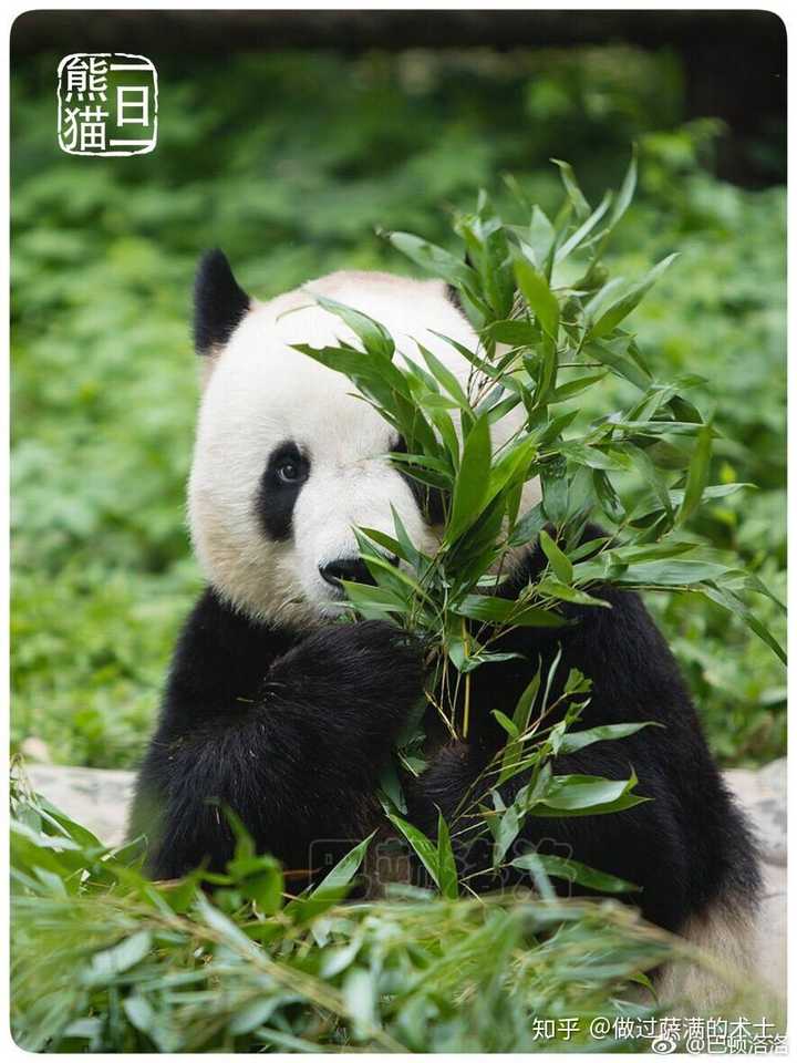 有哪些可爱的熊猫照片或视频