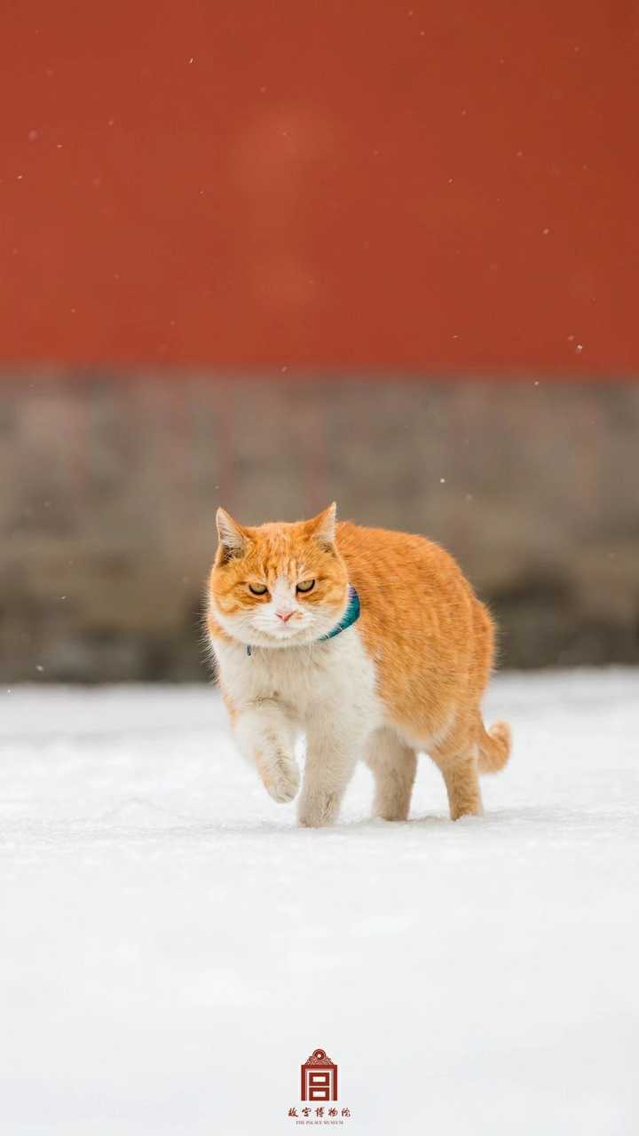 谢邀 故宫御猫真的都太可爱了,故宫的官微也会放出很多御猫的壁纸,大