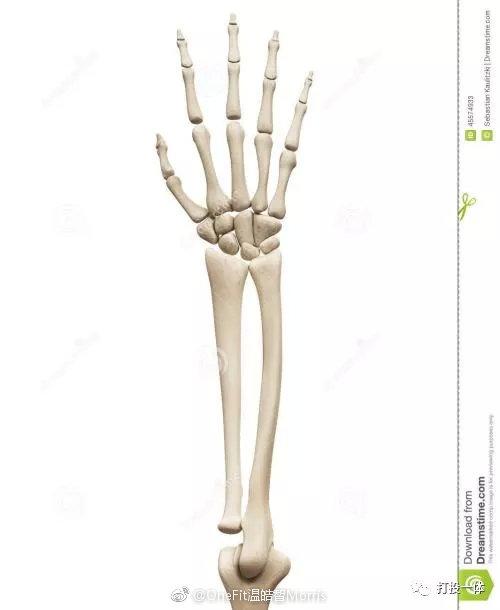 手腕是由很多骨骼组成,前臂本身又是由尺骨桡骨组成的,不像小腿,前臂