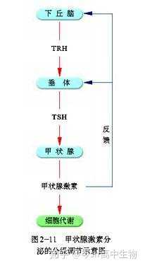 寒冷刺激下为什么促甲状腺激素释放激素,促甲状腺激素也会增加,负反馈