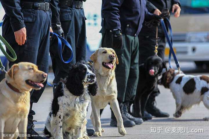 图片上的拉布拉多,史宾格属于无攻击性训练犬类.带回去对第三方无害.