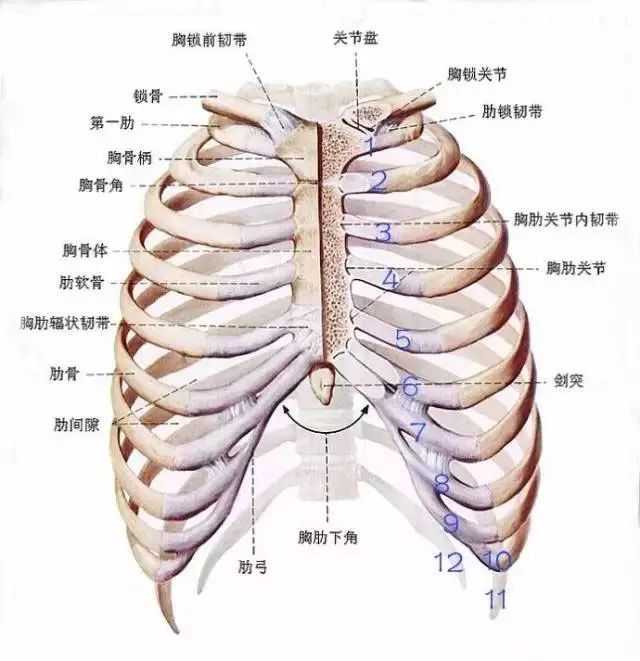 肋骨外翻,健身后的效果是什么样的,会越来越明显吗?