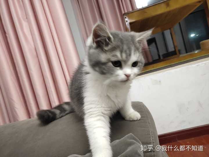 美短串英短的小猫容易长残么?