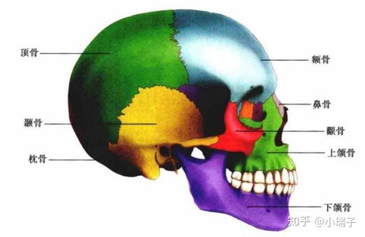 颅面骨骼侧面