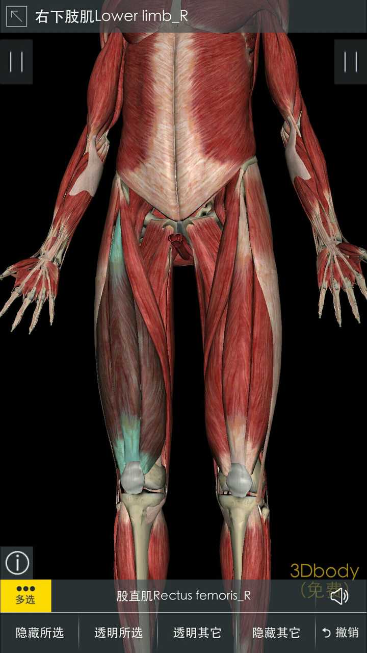 人体面积最大的肌肉是什么