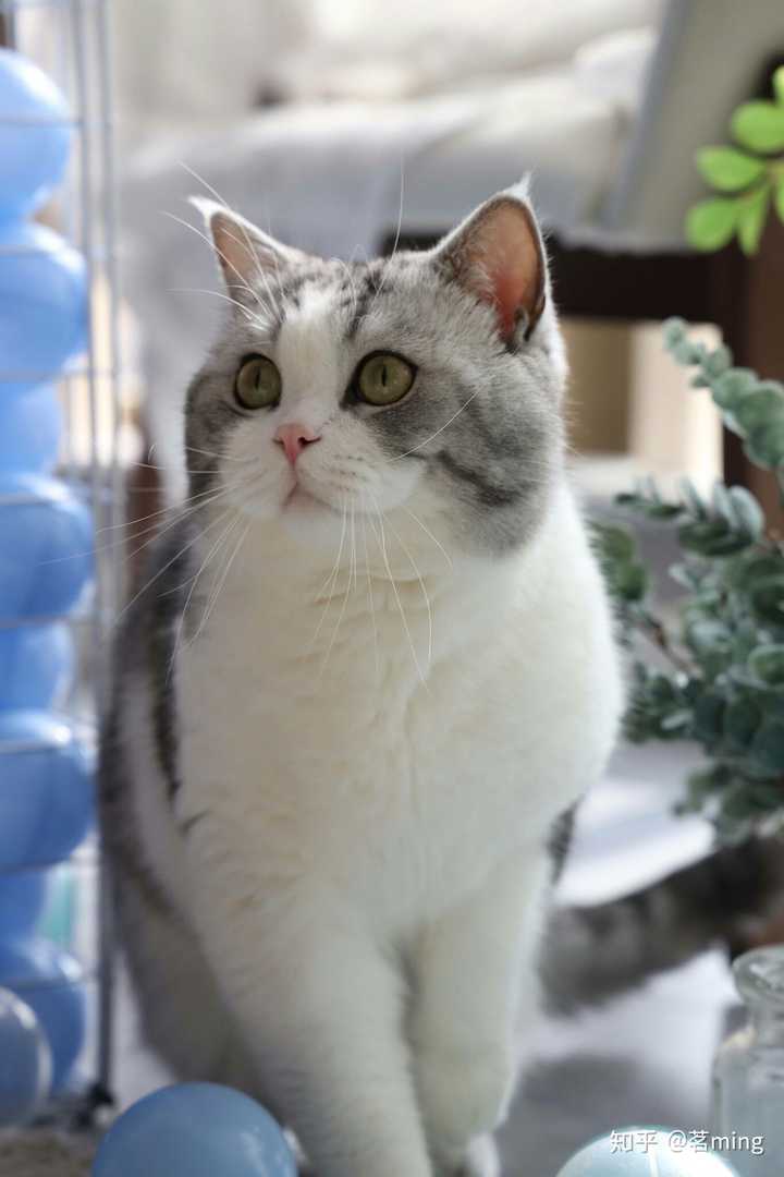 图来自   花花与三猫catlive微博