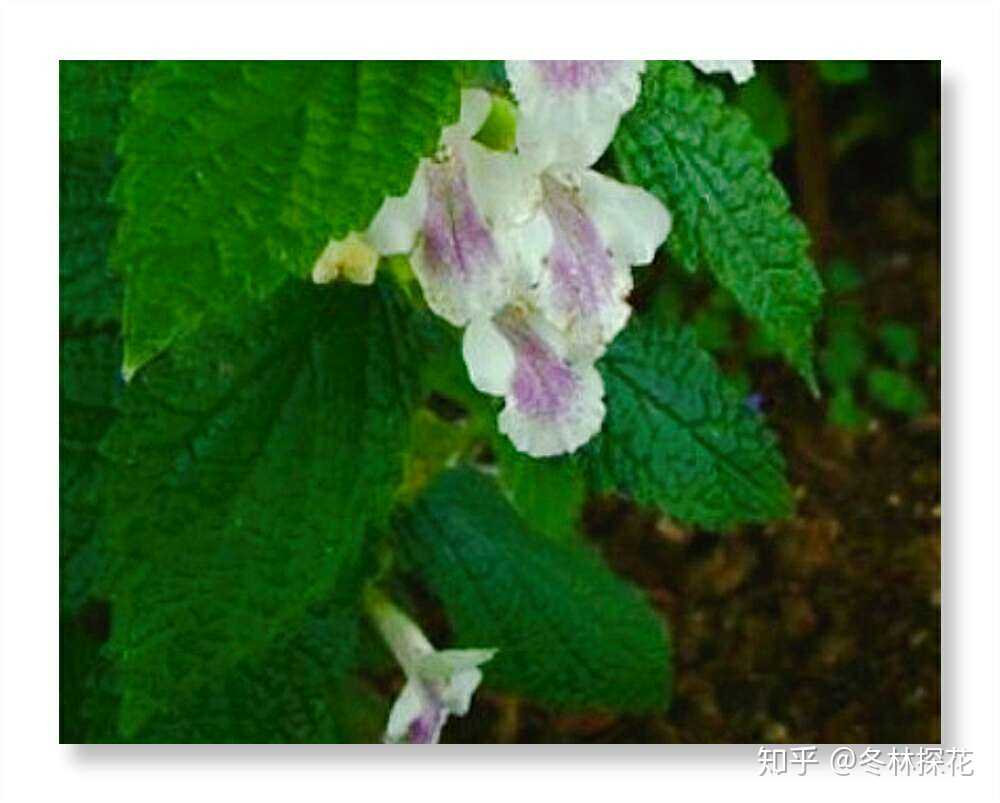 香蜂花,9月29日的