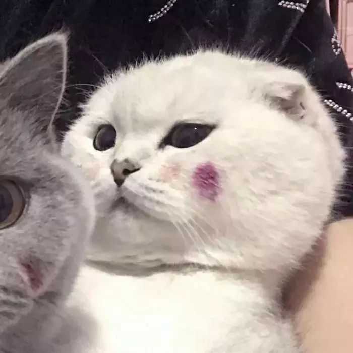 壁纸 动物 狗 狗狗 猫 猫咪 小猫 桌面 700_700