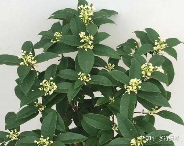 沉香桂怎么鉴别真假?