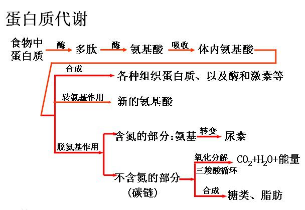 蛋白质代谢流程多,主要任务是合成酶,激素,新氨基酸,多余的排除.