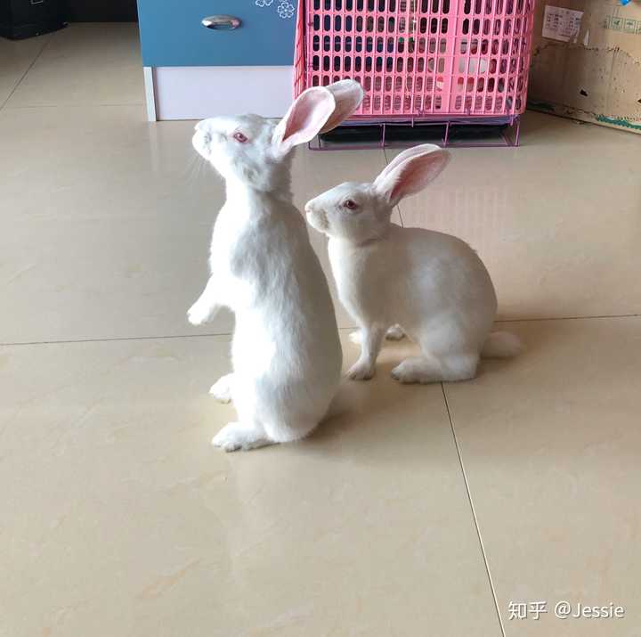 肉兔长大后真的很丑吗?