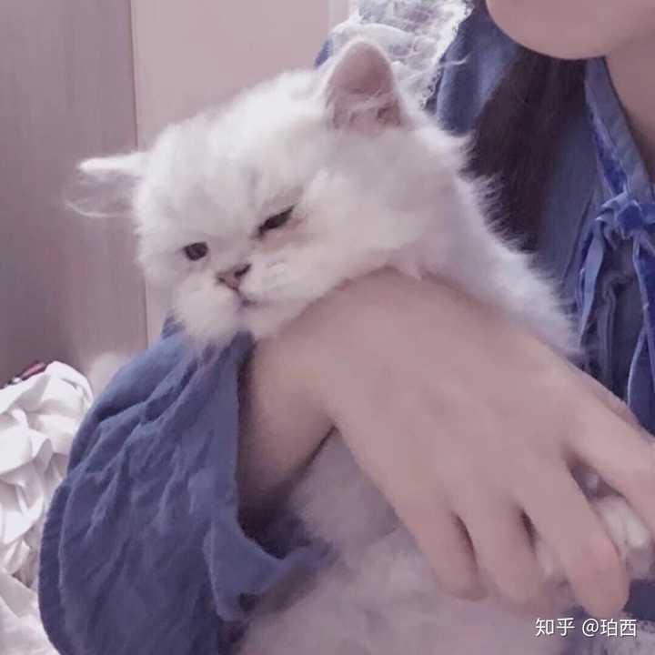 有没有女生抱着猫咪的头像呀?