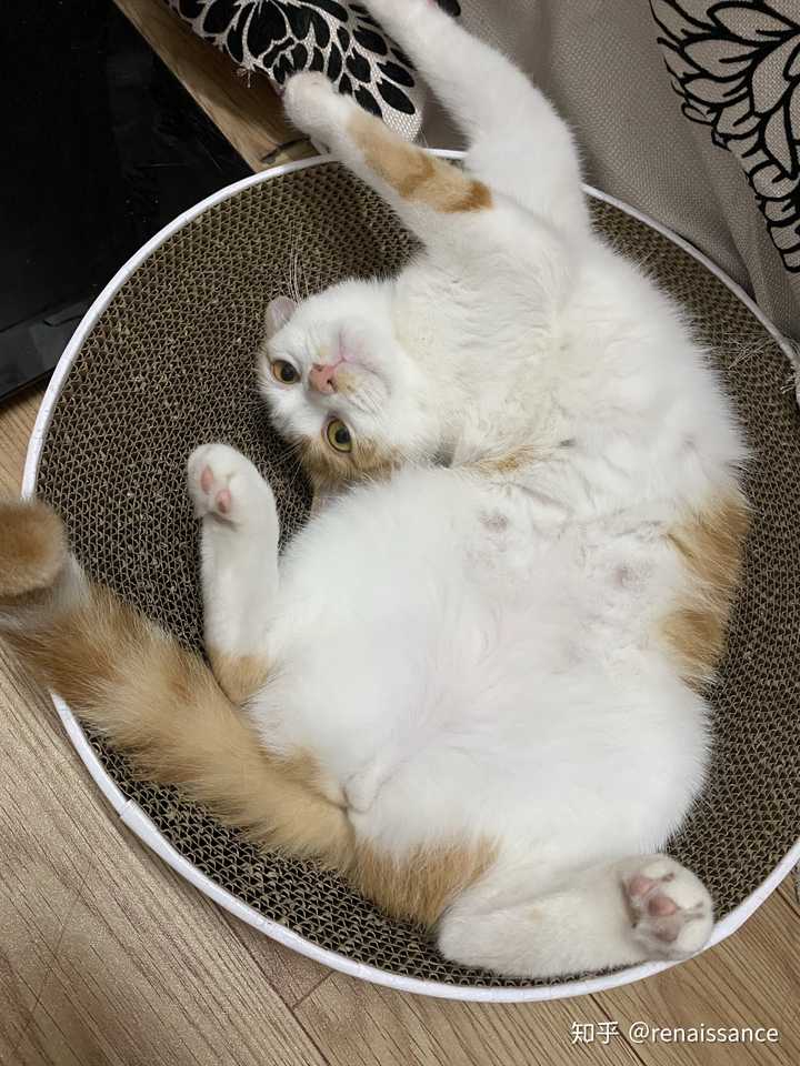猫咪仰面朝天睡是表达信任了吗?