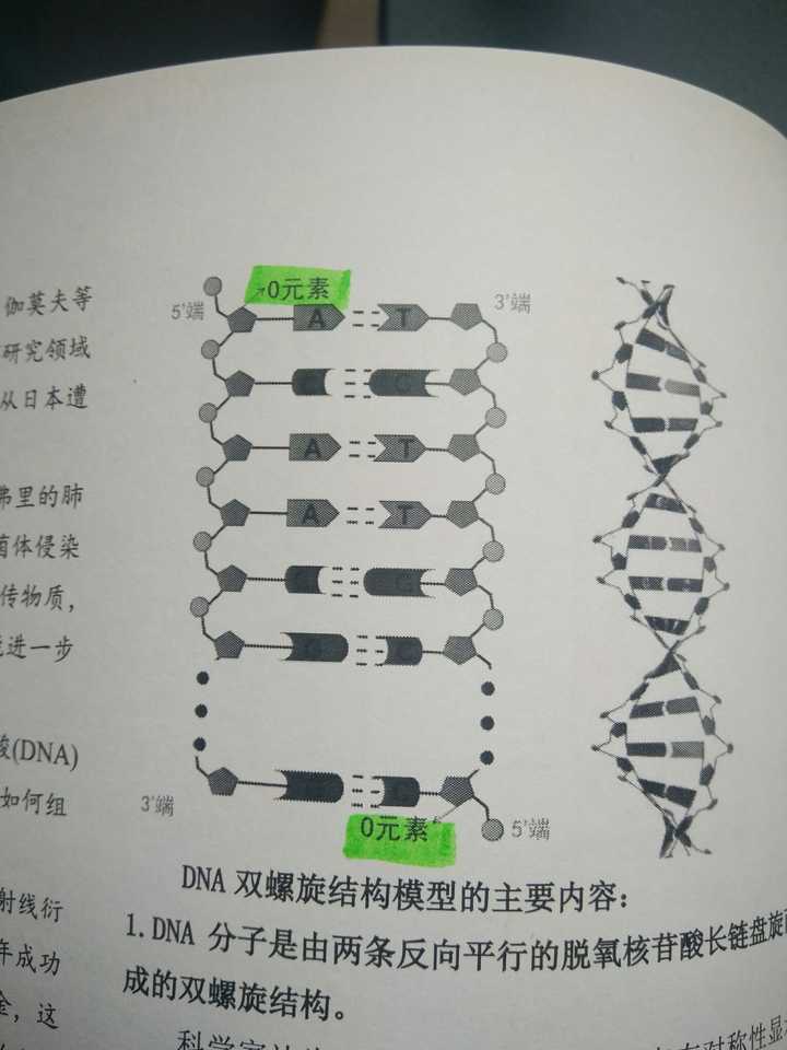 dna 为什么是反向平行的?