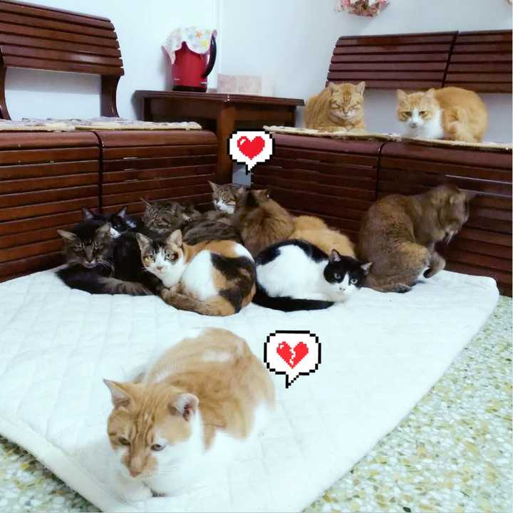 家里养多只猫是什么样的体验?