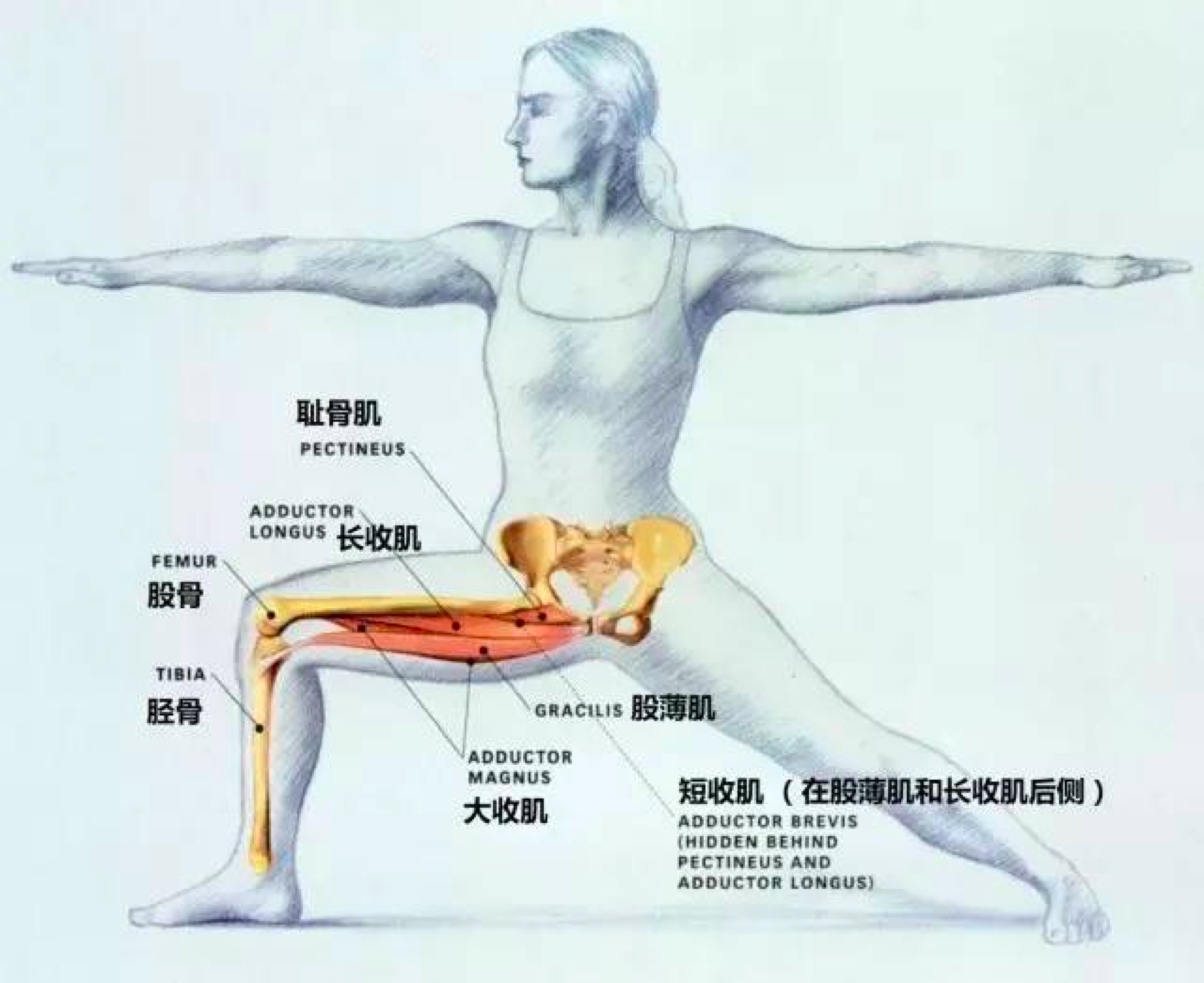 大腿内收肌一共是5个肌肉,总的看起来内收肌的长度应该和大腿前侧的