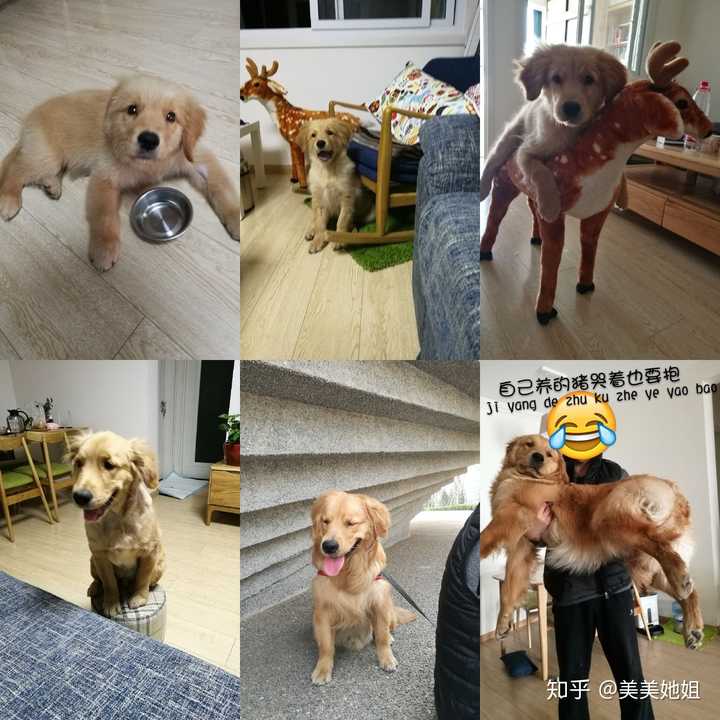 看照片想起来了,金毛有尴尬期的,毛少个大,很丑,不过很快就美回来了.