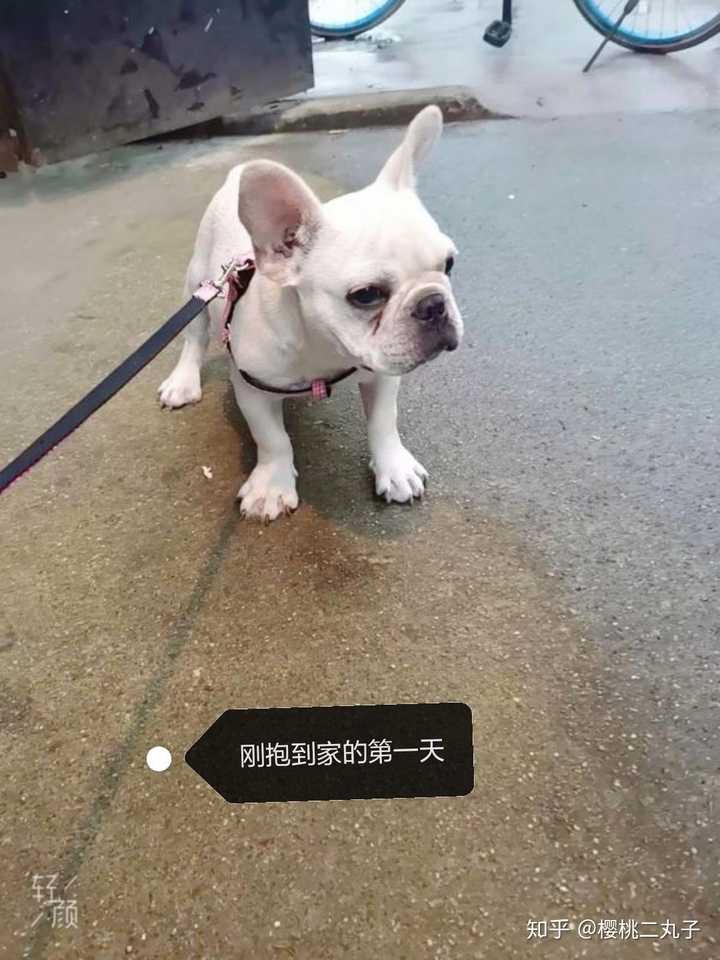 法斗4个月了,头部会慢慢长圆吗?感觉身子大头小,是不是尴尬期?