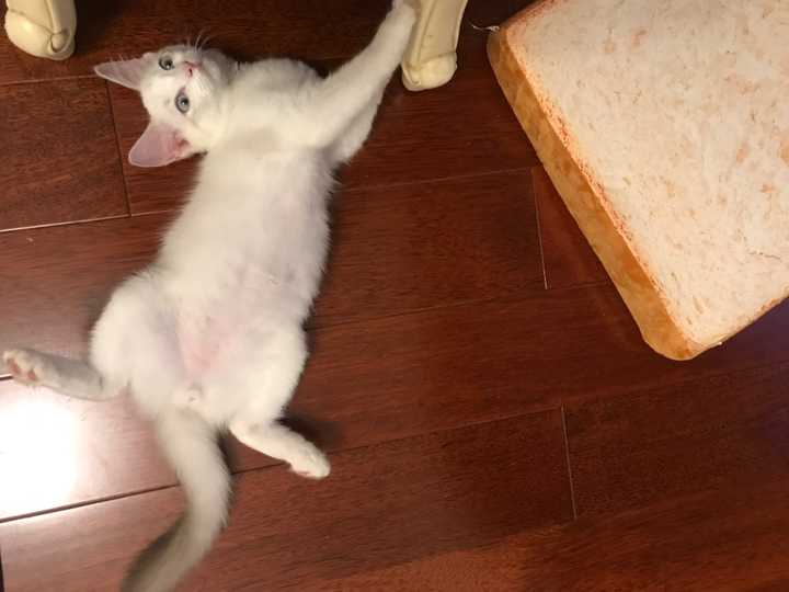 布偶猫真的有尴尬期嘛?