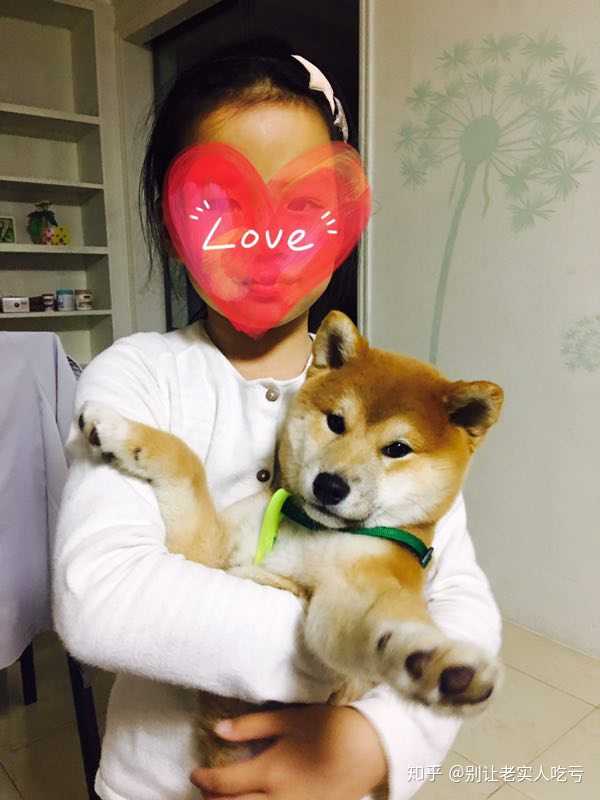 购买柴犬如何防骗?怎么样识别黑心犬舍?