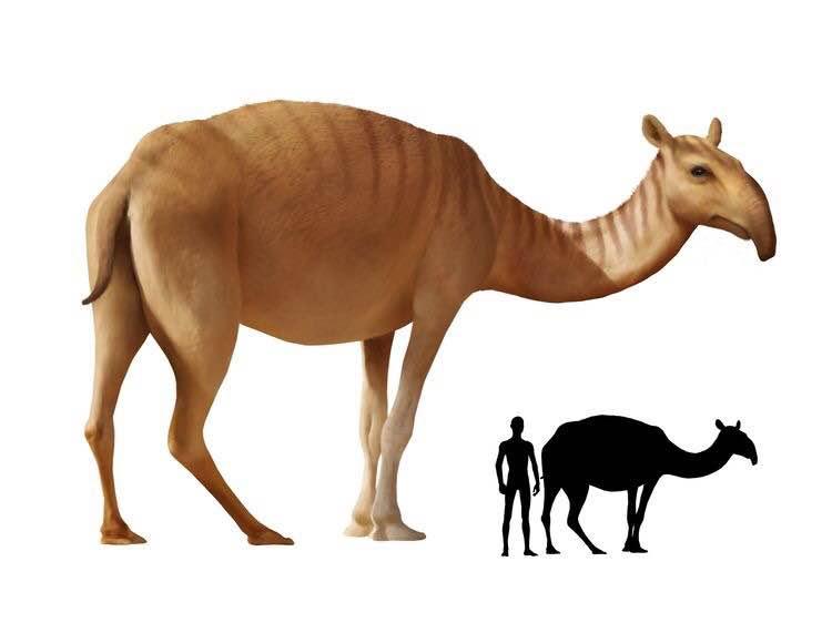哺乳动物大全 焦兽复原图 闪兽复原图 南方有蹄目,也仅分布于南美的