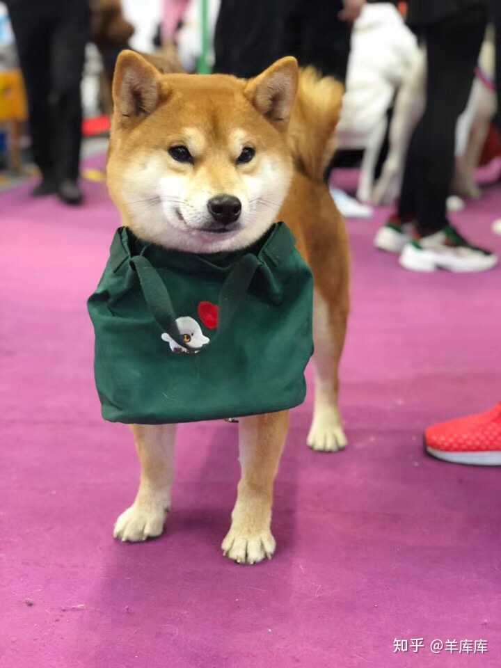 正常,人有高矮胖瘦,狗也一样,我见过一岁半公柴犬还是40cm长度的豆柴