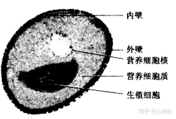 花粉是配子吧?