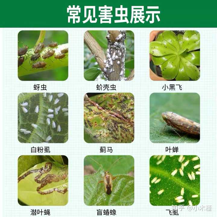 家里养的花草长虫子了,请问有谁知道这是什么虫,该如何处理?