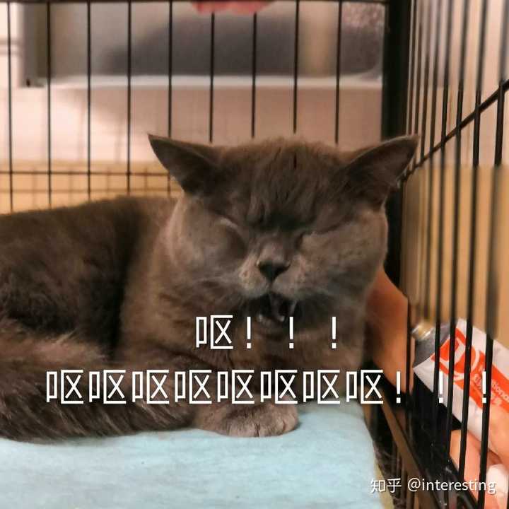有兄弟有沙雕头像嘛?