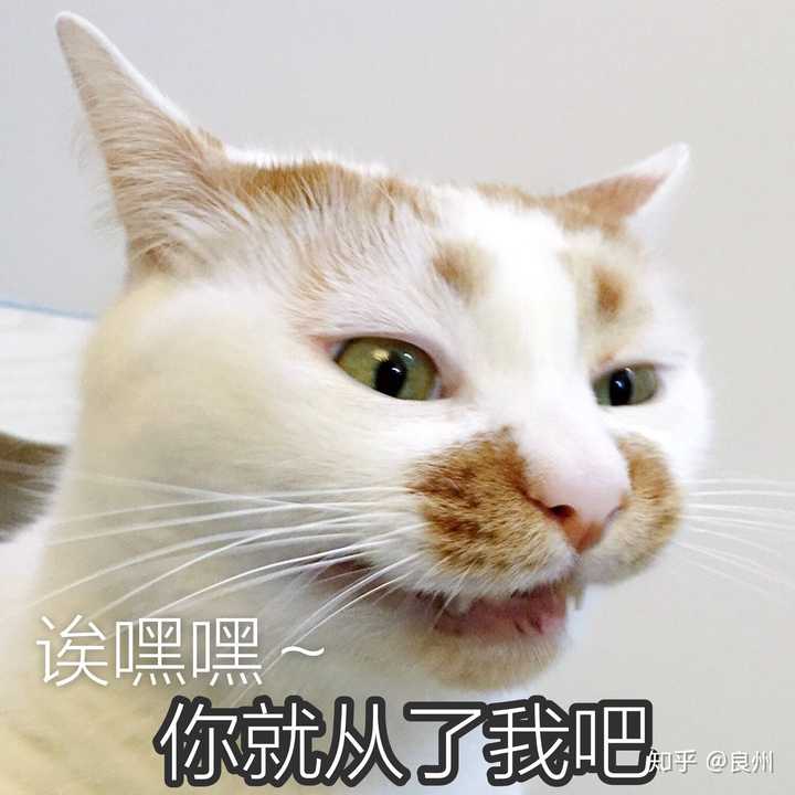 你们有没有珍藏着的猫咪表情包?