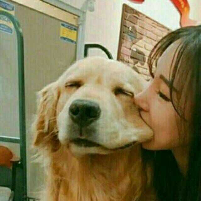 有没有带狗狗的情侣头像?或者其他好的情头.