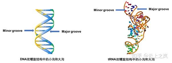 trna的三级结构中也有和dna相似的双螺旋结构,dna双螺旋结构中有小沟