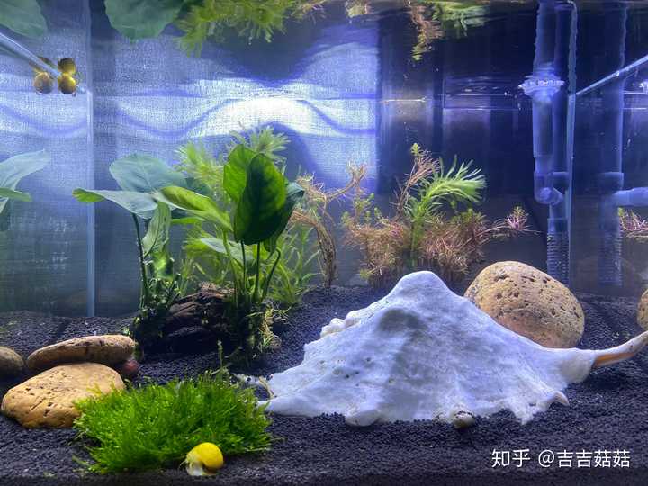 鱼缸造景应该怎么搭配?