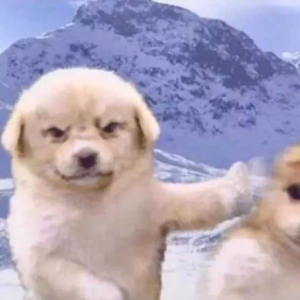 有哪些沙雕又可爱的情侣头像?
