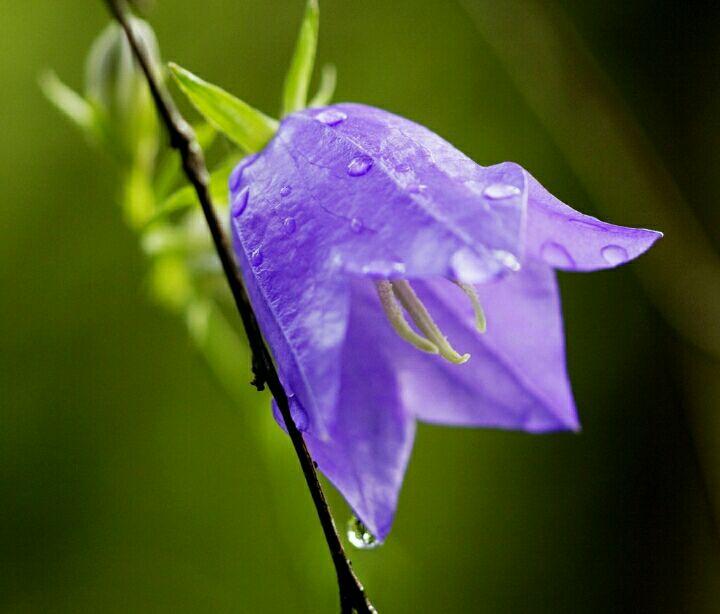 紫色铃兰lily of the valley 好想去瑞士