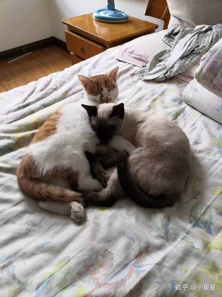 同时养一只橘猫和一只暹罗猫是什么感受?
