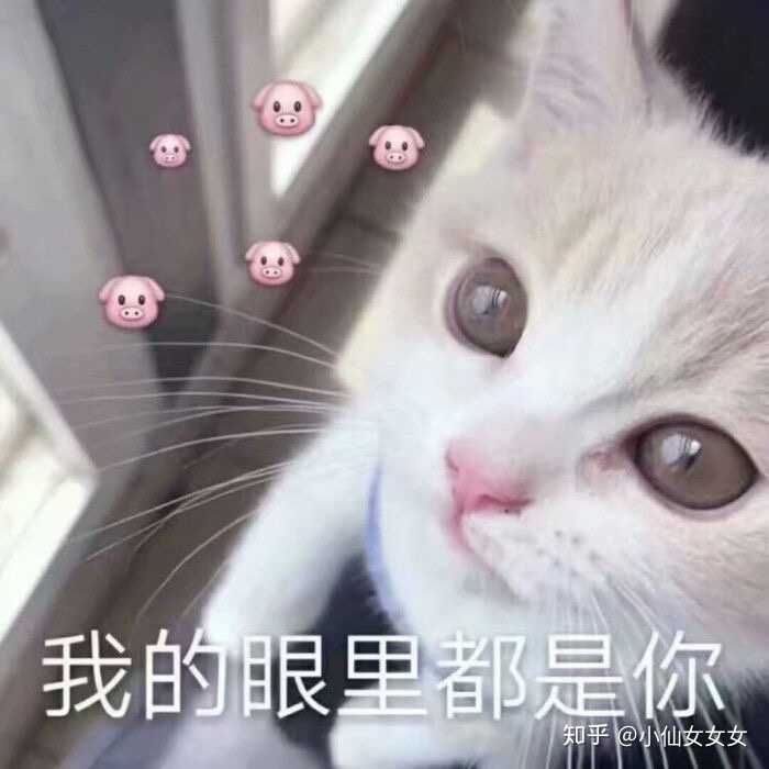 有什么甜甜的猫咪表情包可以分享?