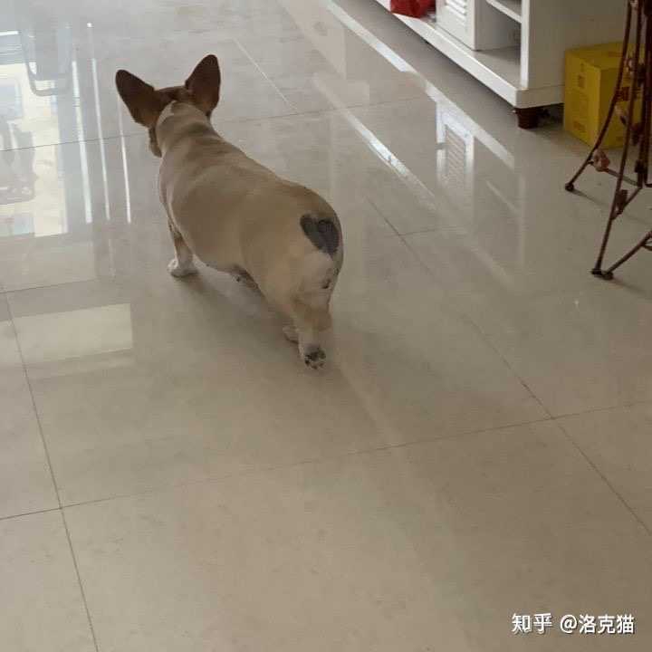 我想请问一下大家买到宠物级柯基犬在什么价位?