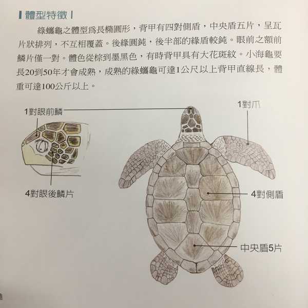 如何区分玳瑁,红海龟,绿海龟,棱皮龟等各种海龟?