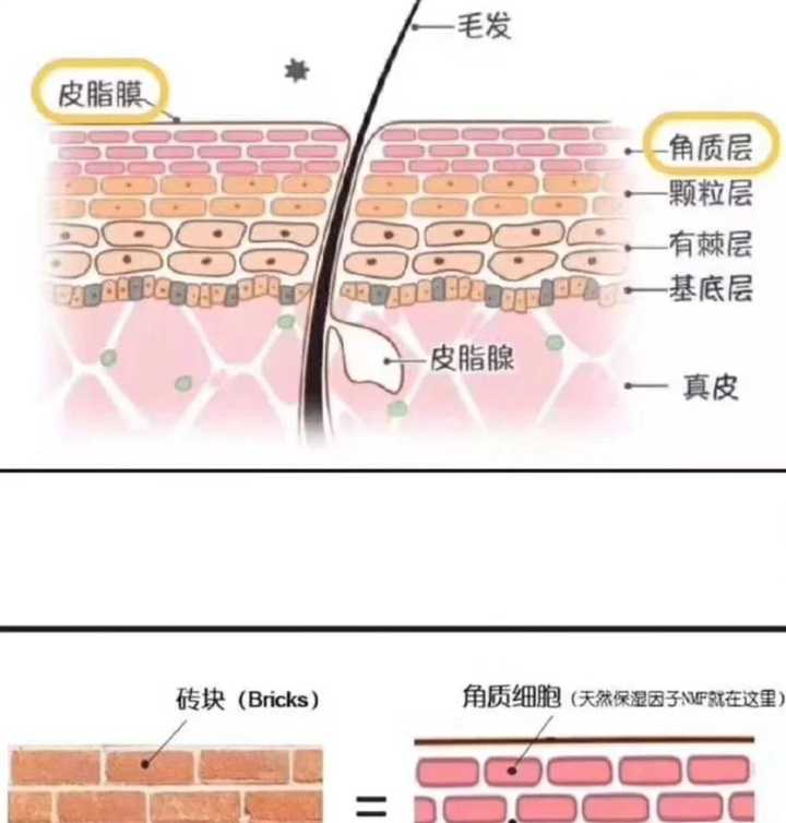 角质层薄如何修复?