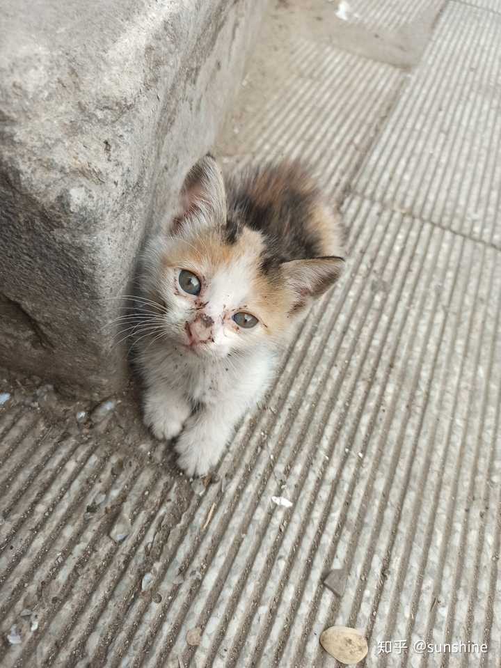 流浪猫希望被收养,还是向往自由?