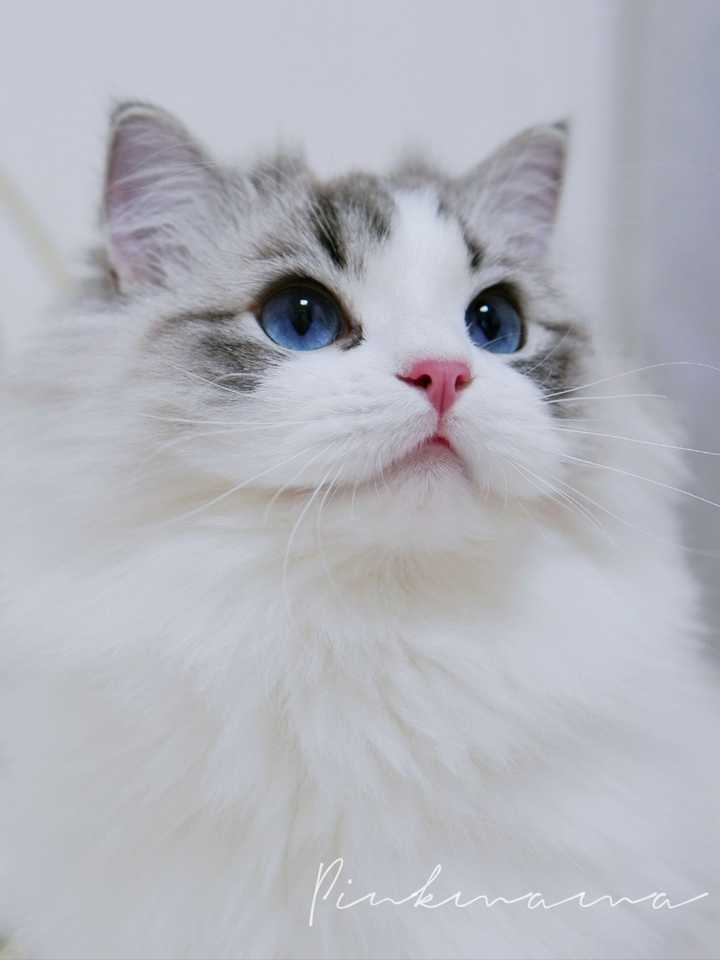 标准的布偶猫是这样的杏仁眼,你觉得哪个更好看呢?