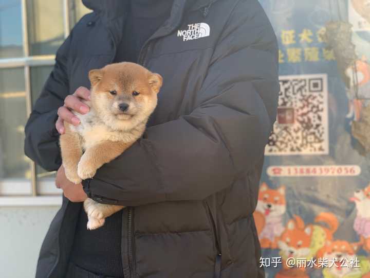 求问这只柴犬怎么样?