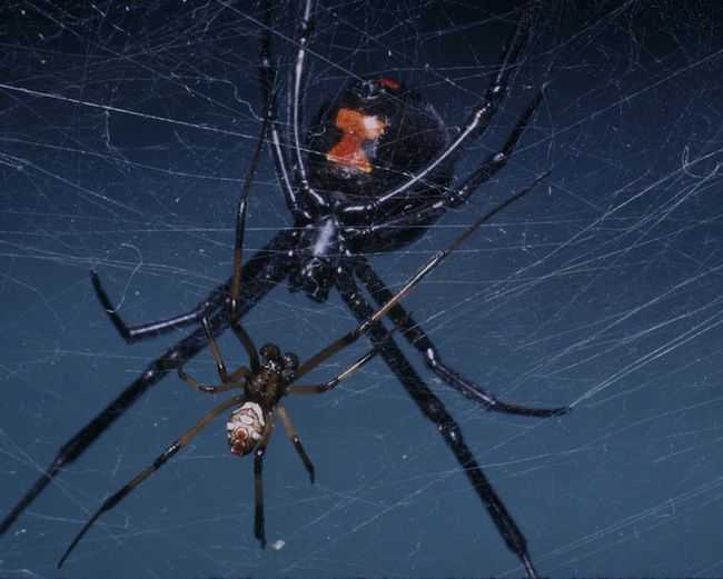 这是什么蜘蛛?会咬人吗?怎么样判断它是公的还是母的?