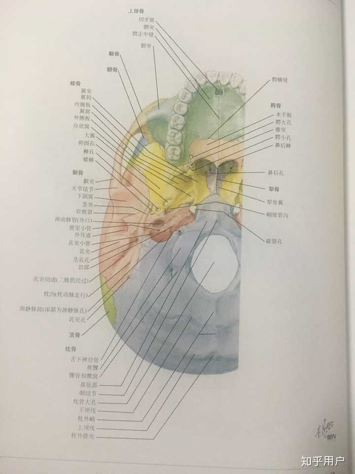 刚开始学系解,学到颅骨那里,感觉有点搞不清蝶骨和筛骨的位置,名词